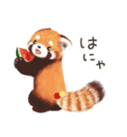 レッサーパンダのポへ！仲間！ 日常！ スイカ（個別スタンプ：1）