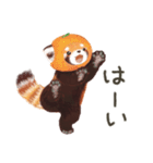 レッサーパンダのポへ！仲間！ 日常！ スイカ（個別スタンプ：2）