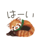 レッサーパンダのポへ！仲間！ 日常！ スイカ（個別スタンプ：4）