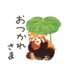レッサーパンダのポへ！仲間！ 日常！ スイカ（個別スタンプ：10）