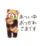 レッサーパンダのポへ！仲間！ 日常！ スイカ（個別スタンプ：11）