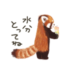 レッサーパンダのポへ！仲間！ 日常！ スイカ（個別スタンプ：12）
