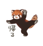 レッサーパンダのポへ！仲間！ 日常！ スイカ（個別スタンプ：14）