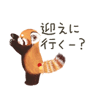 レッサーパンダのポへ！仲間！ 日常！ スイカ（個別スタンプ：17）