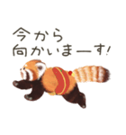 レッサーパンダのポへ！仲間！ 日常！ スイカ（個別スタンプ：18）