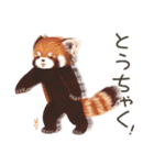 レッサーパンダのポへ！仲間！ 日常！ スイカ（個別スタンプ：19）