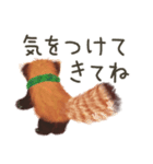 レッサーパンダのポへ！仲間！ 日常！ スイカ（個別スタンプ：20）