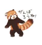 レッサーパンダのポへ！仲間！ 日常！ スイカ（個別スタンプ：21）