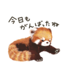 レッサーパンダのポへ！仲間！ 日常！ スイカ（個別スタンプ：22）