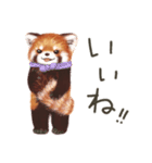 レッサーパンダのポへ！仲間！ 日常！ スイカ（個別スタンプ：25）