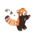 レッサーパンダのポへ！仲間！ 日常！ スイカ（個別スタンプ：29）