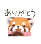 レッサーパンダのポへ！仲間！ 日常！ スイカ（個別スタンプ：34）