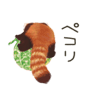 レッサーパンダのポへ！仲間！ 日常！ スイカ（個別スタンプ：38）
