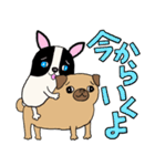 パグのパック (with テリーVer.)（個別スタンプ：10）
