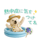 癒し白くまの「夏」の毎日（個別スタンプ：13）