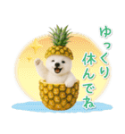 癒し白くまの「夏」の毎日（個別スタンプ：23）