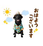 黒ラブのゆるサマー★スタンプ（個別スタンプ：1）