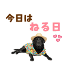 黒ラブのゆるサマー★スタンプ（個別スタンプ：2）