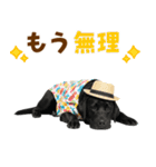 黒ラブのゆるサマー★スタンプ（個別スタンプ：3）