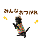黒ラブのゆるサマー★スタンプ（個別スタンプ：16）