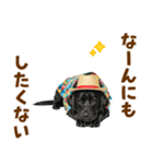 黒ラブのゆるサマー★スタンプ（個別スタンプ：21）