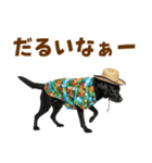 黒ラブのゆるサマー★スタンプ（個別スタンプ：25）