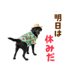 黒ラブのゆるサマー★スタンプ（個別スタンプ：31）