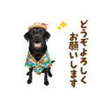 黒ラブのゆるサマー★スタンプ（個別スタンプ：39）