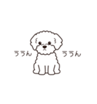 『トイプードル』毎日使えるデカ文字．5（個別スタンプ：21）