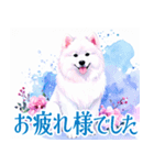 大人可愛い敬語サモエドスタンプ（個別スタンプ：27）