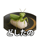 ゲテモノ寿司【昆虫・生き物】（個別スタンプ：17）