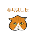 イカ耳だけど弱気な茶白にゃんず（個別スタンプ：8）