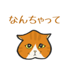 イカ耳だけど弱気な茶白にゃんず（個別スタンプ：24）