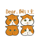 イカ耳だけど弱気な茶白にゃんず（個別スタンプ：35）