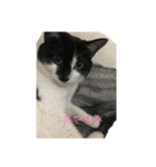 猫一日、かわいい（個別スタンプ：1）
