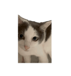 猫一日、かわいい（個別スタンプ：2）