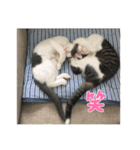 猫一日、かわいい（個別スタンプ：3）