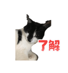 猫一日、かわいい（個別スタンプ：4）