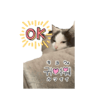 猫一日、かわいい（個別スタンプ：5）