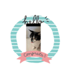 猫一日、かわいい（個別スタンプ：6）
