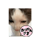猫一日、かわいい（個別スタンプ：7）