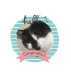 猫一日、かわいい（個別スタンプ：8）