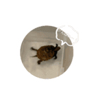 ニホンイシガメ（個別スタンプ：2）