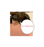 ニホンイシガメ（個別スタンプ：4）