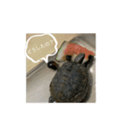 ニホンイシガメ（個別スタンプ：5）
