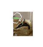 ニホンイシガメ（個別スタンプ：6）