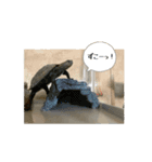 ニホンイシガメ（個別スタンプ：9）