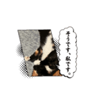ちゃだぜ（個別スタンプ：2）