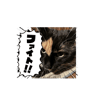 ちゃだぜ（個別スタンプ：3）