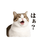 おもしろい動きをする猫のスタンプ（個別スタンプ：1）